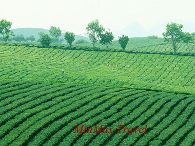 Moc Chau Plateau in Son La