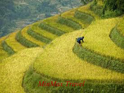 Terraced rice fields in Sa Pa