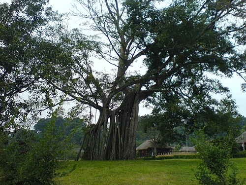 Tan Trao historical relic - Tuyen Quang