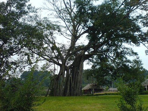 Tan Trao banyan tree - Tuyen Quang